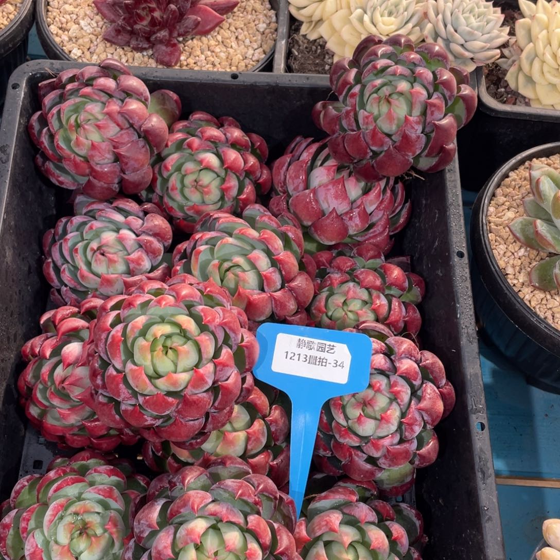 1213-34-内勾惊鸿单头一颗量拍