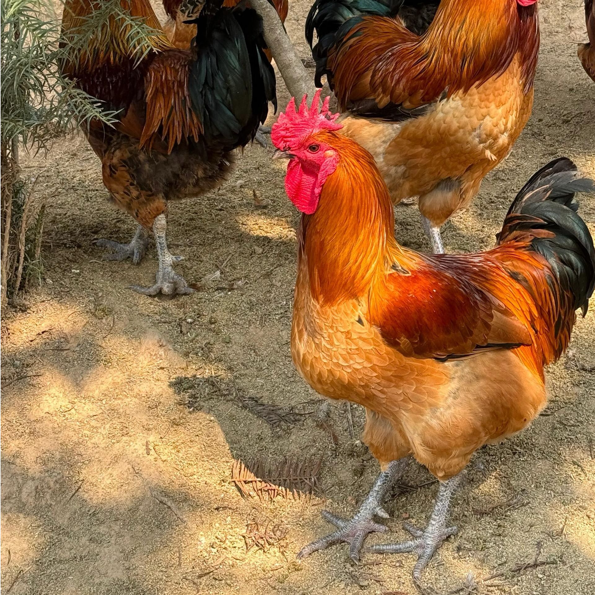 贵州大山散养土鸡公鸡【宰杀发货】