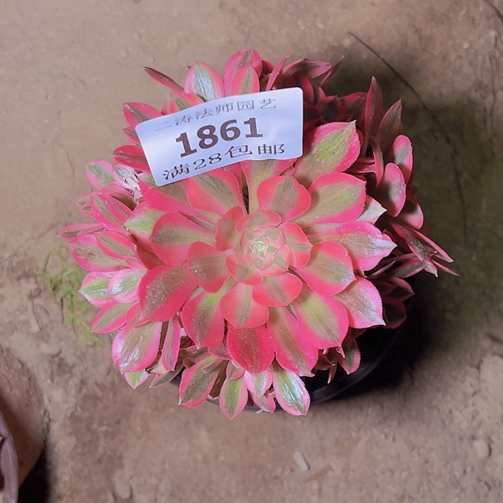 1861粉女巫多肉植物
