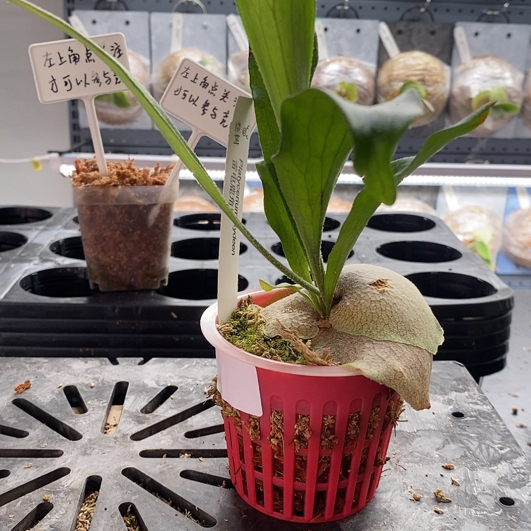 无花朵雷电鹿角蕨鹿角蕨