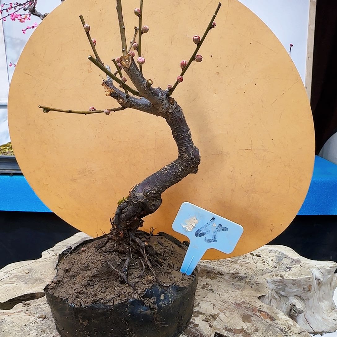 红陶远*风c g j k k l l