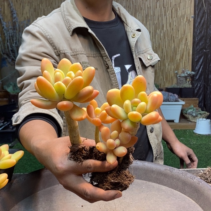 贾***J122号金蝉 多肉植物