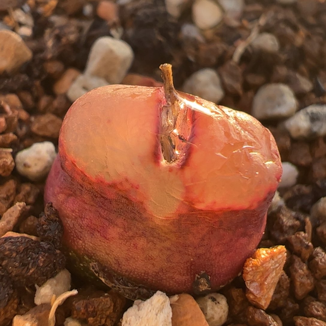 紫雪茄多肉植物百科