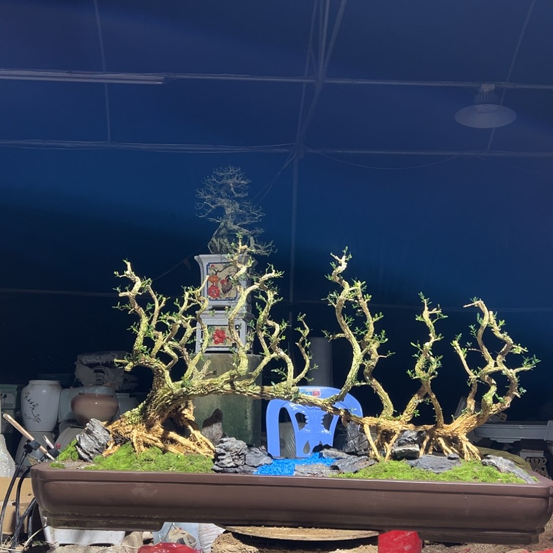 当前无花朵，栽培后可花朵黄杨盆景