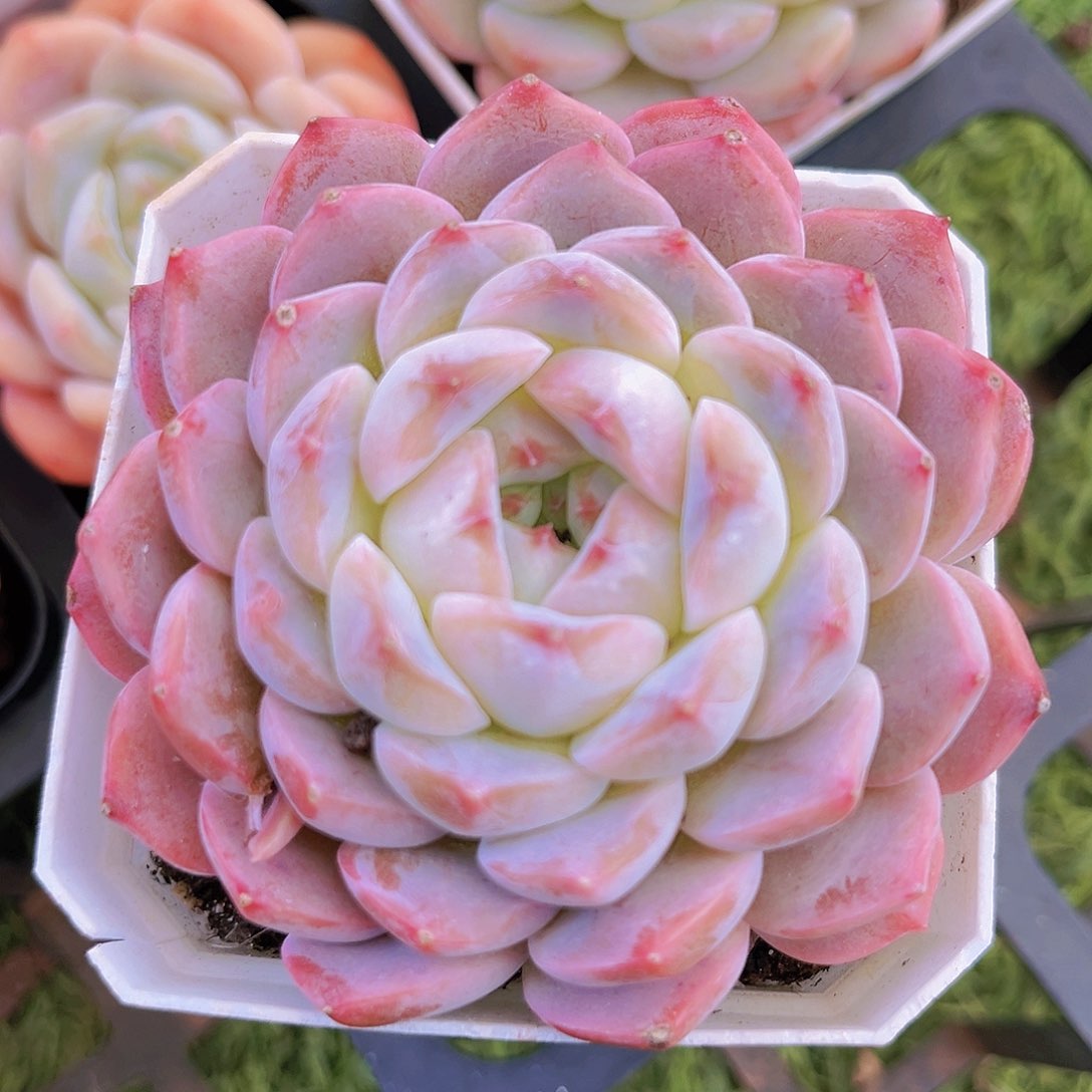 BN7公分噢噢噢噢噢噢噢噢