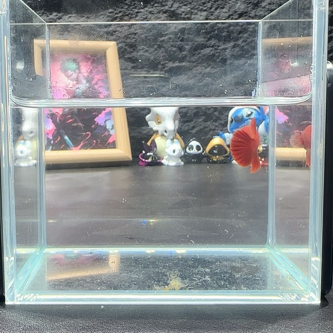 斗鱼十二月二十八号