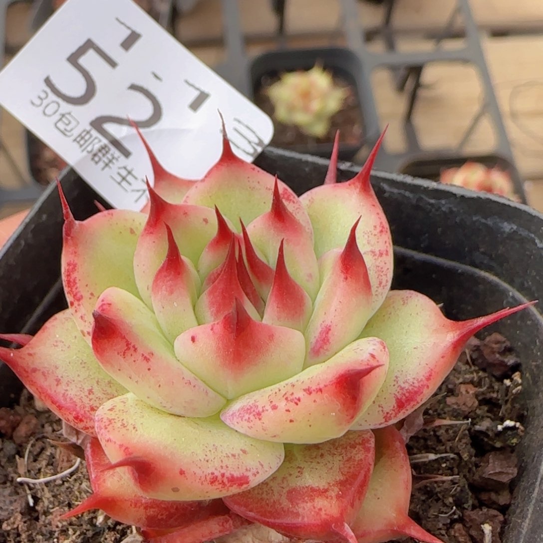 长睫毛单头一颗脱土