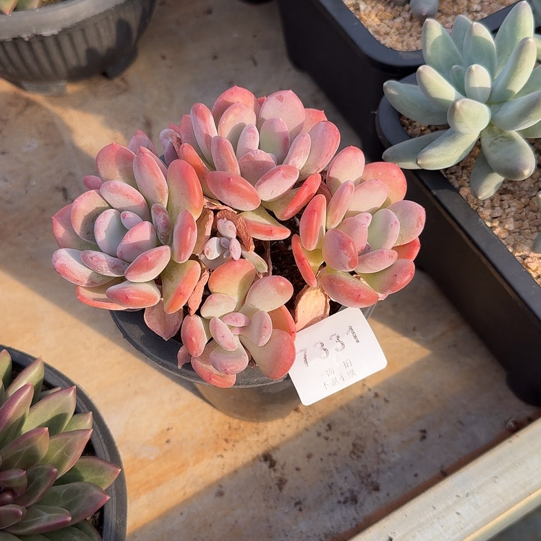 智***地7331号圆叶灰姑娘（带土球）