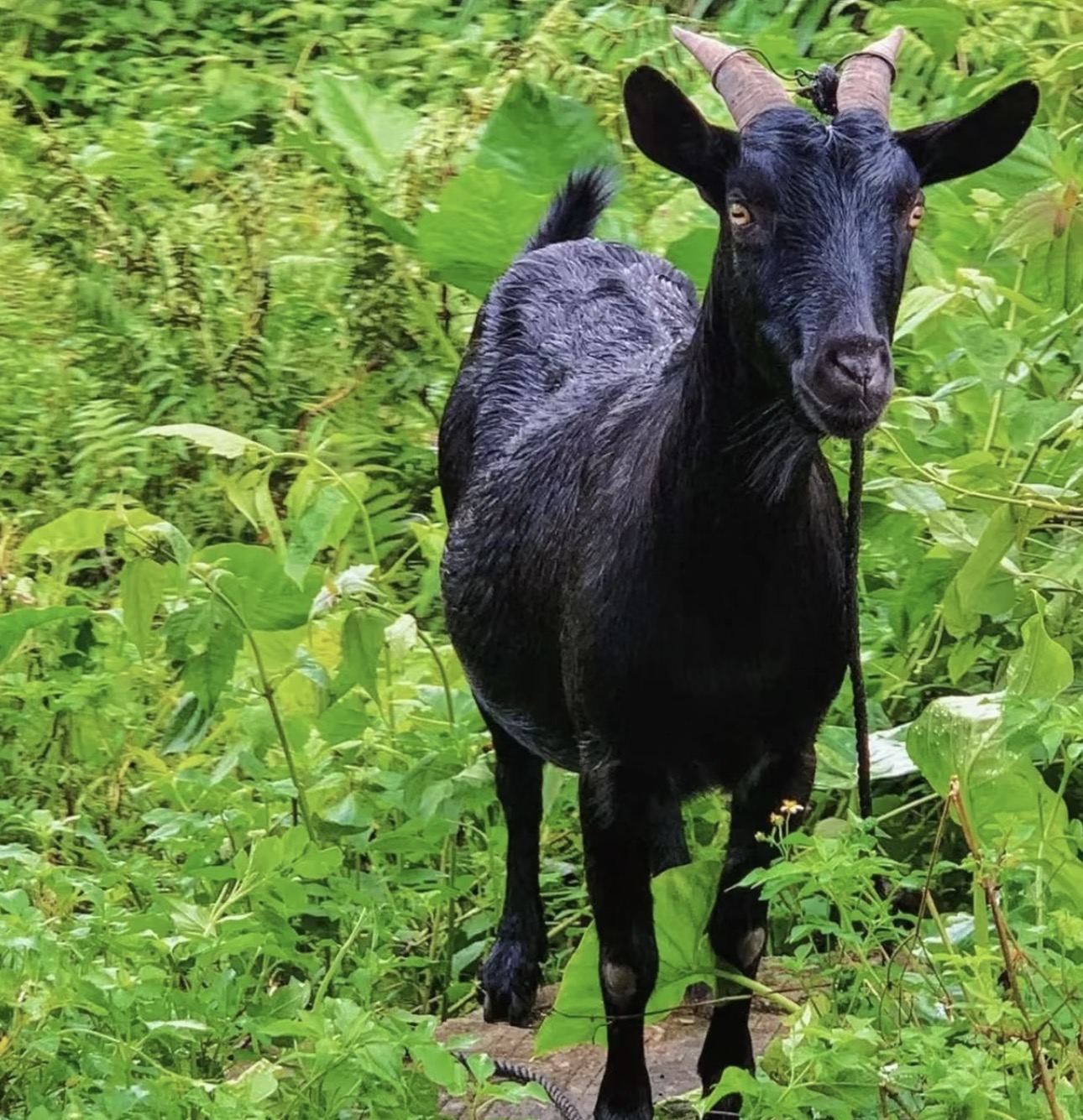 湖南常德本地正宗放养黑山羊（前腿）  现场称重 顺丰包邮
