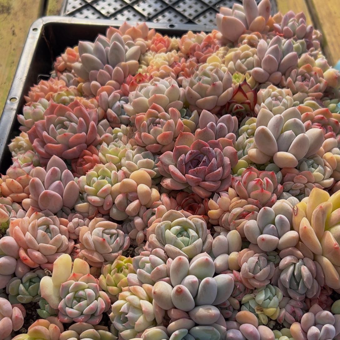 189多肉葡萄的味道是真的很好吃