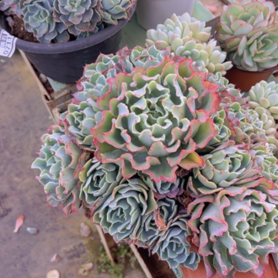 【闪购商品】海啸07117