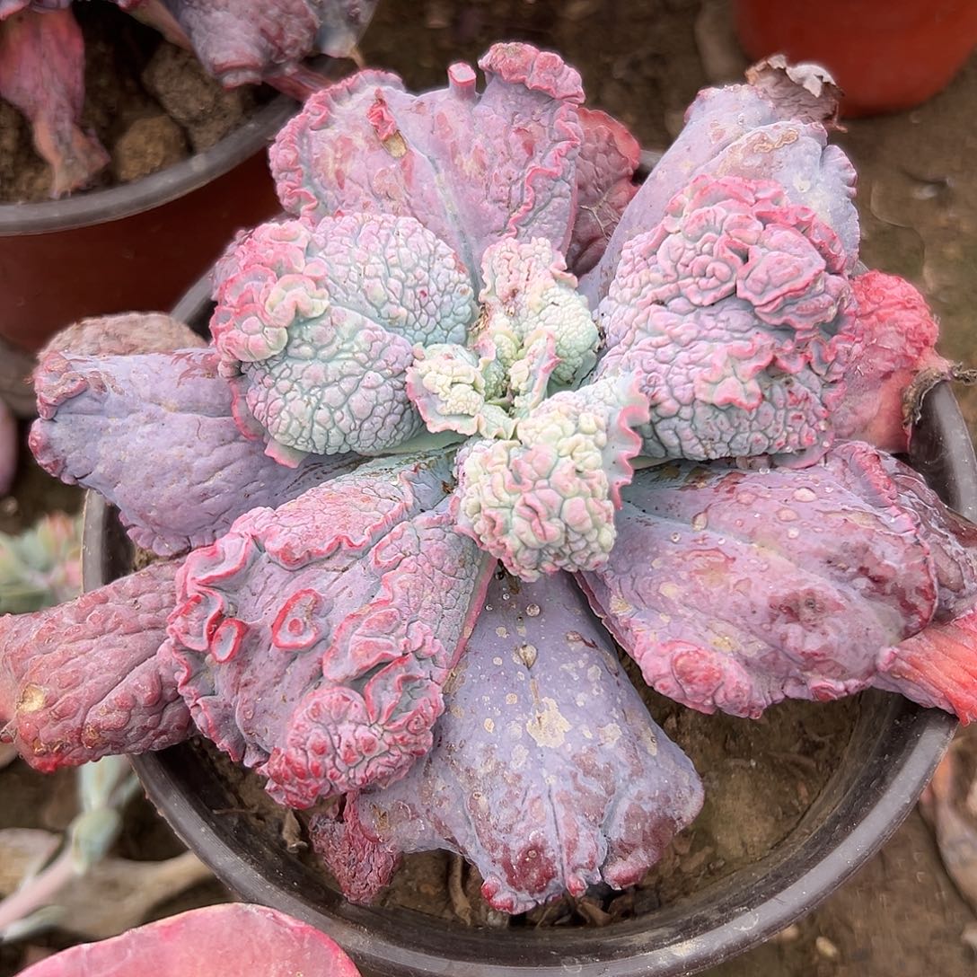 多肉植物全优石莲