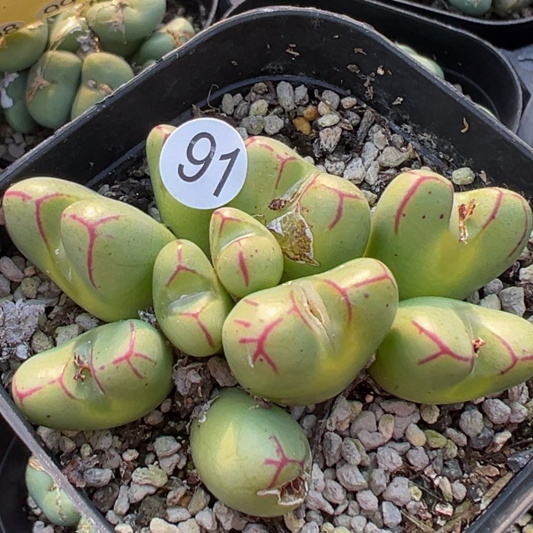 多肉植物111111111111