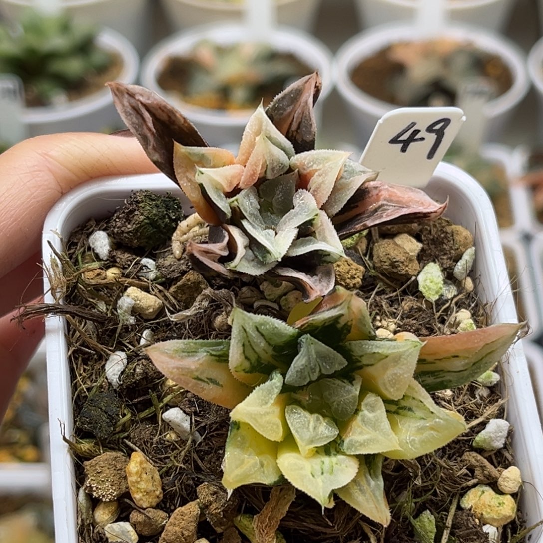 腊***七49爱心寿锦两颗福利专场