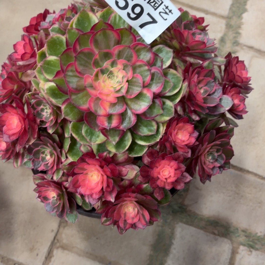 ～***掌黑魔锦福利597肉肉肉