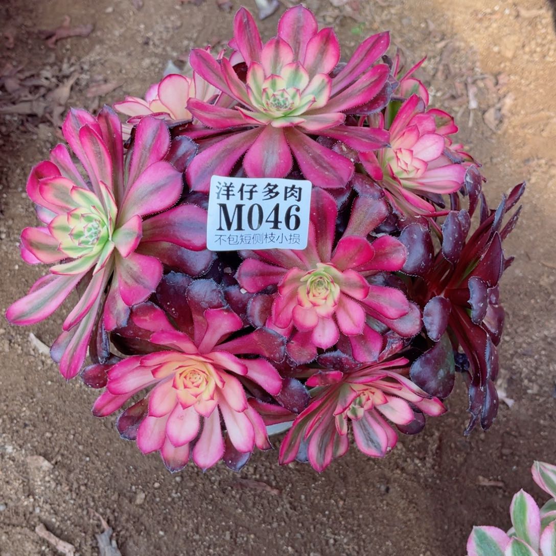 046美姬 冠幅20左右