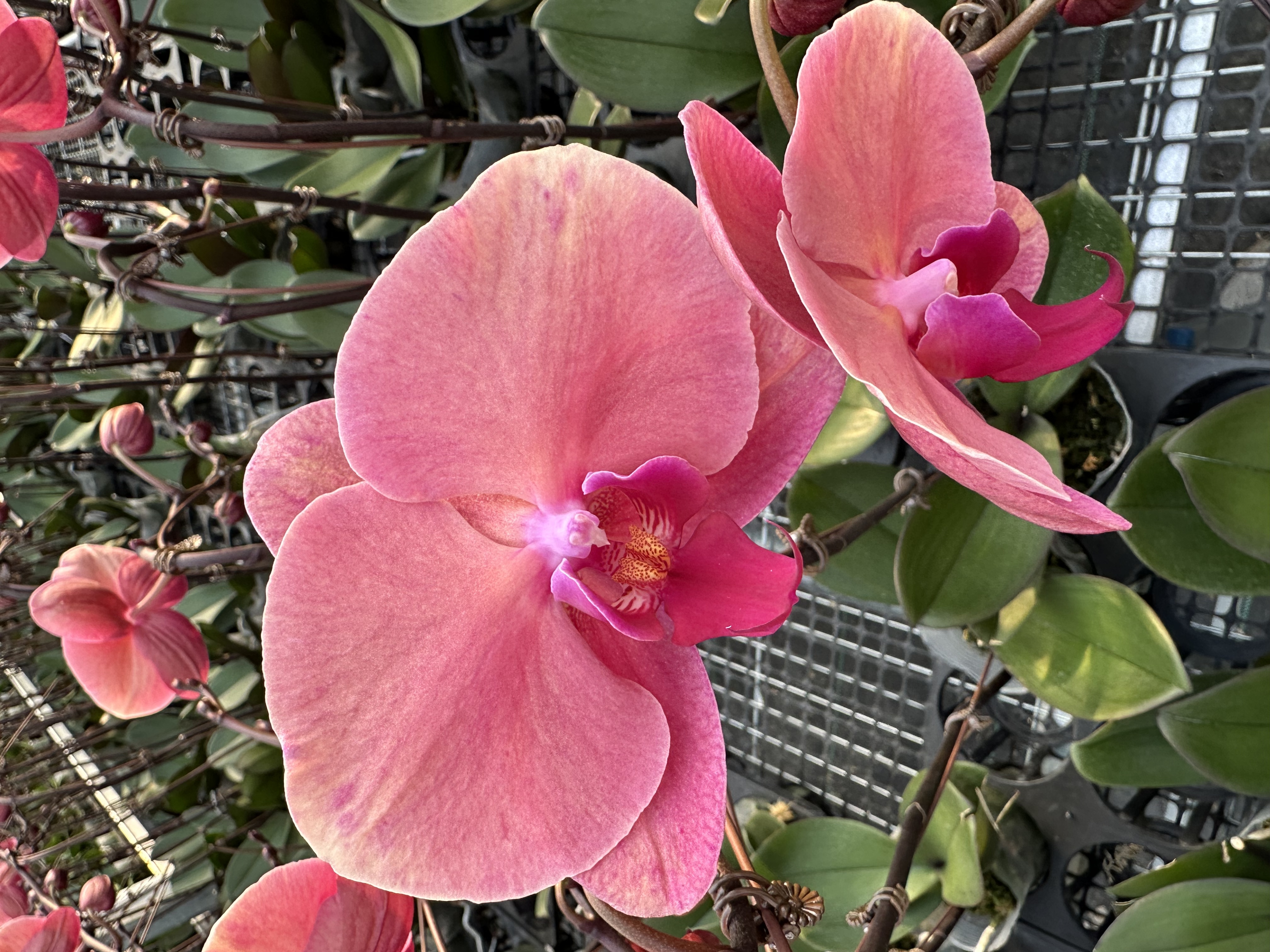 花之恋【芳美橙子】蝴蝶兰鲜花