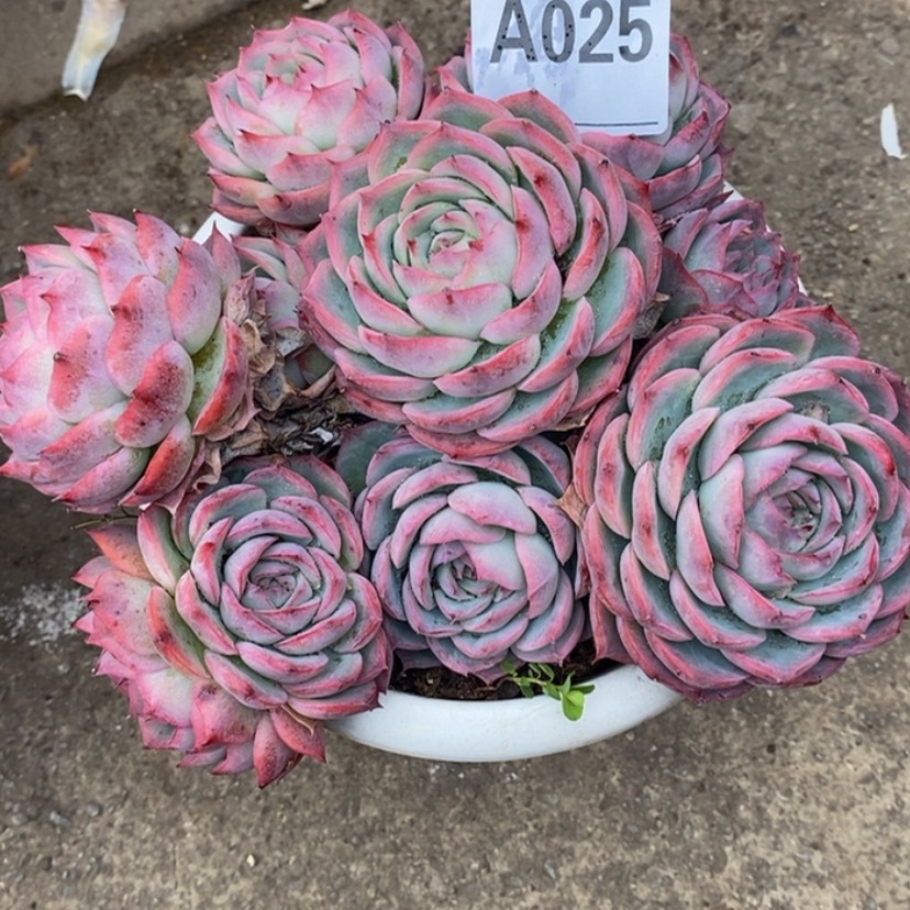 【闪购商品】多肉植物