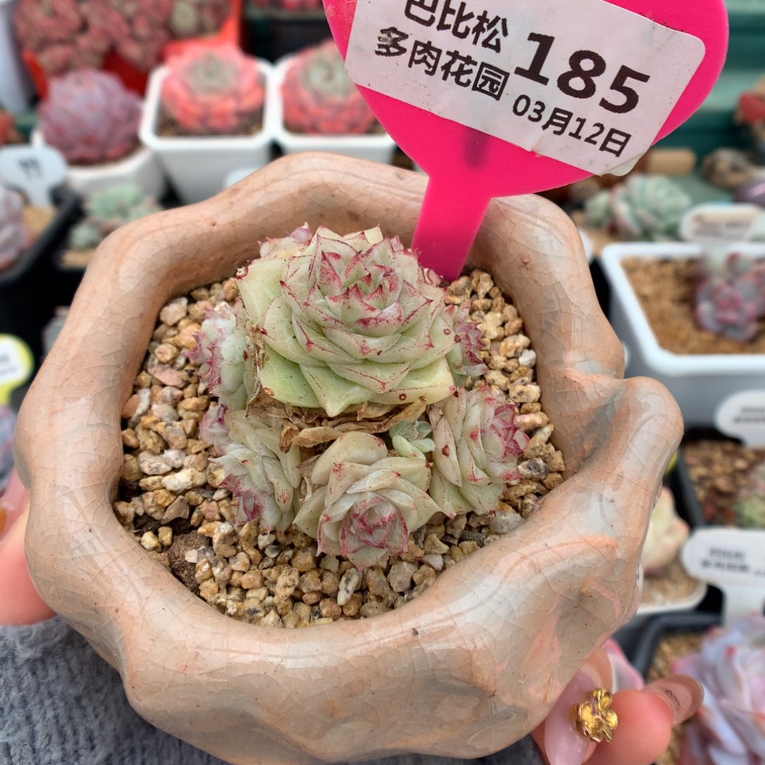 185白天鹅麦杆多肉植物