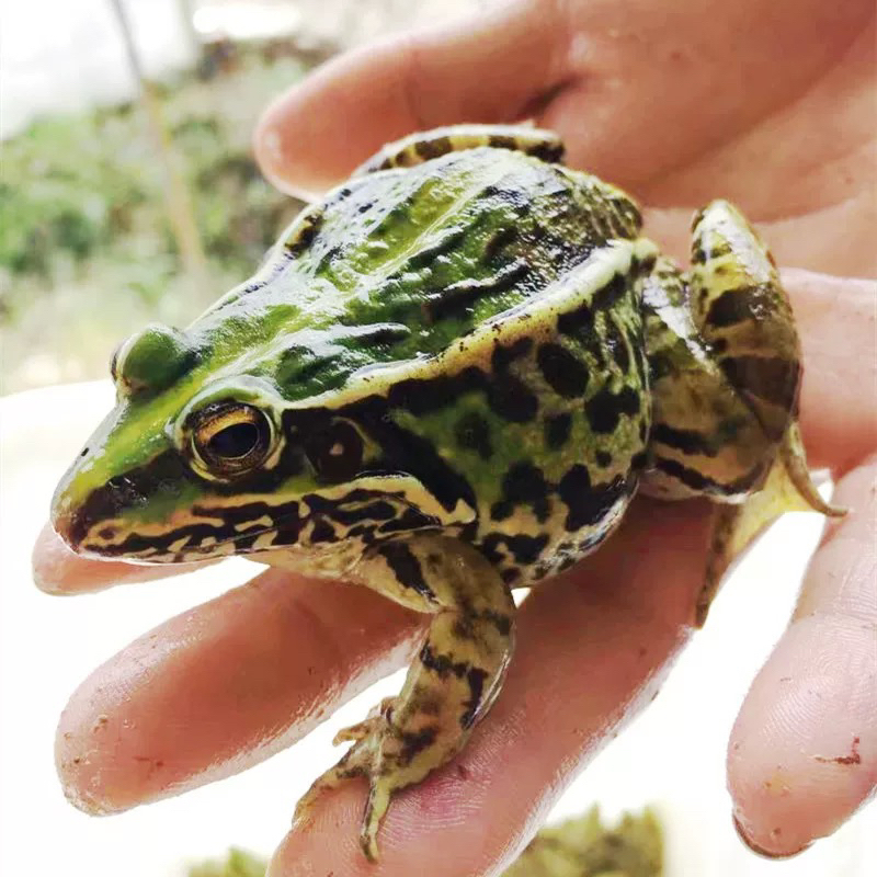 稻田养殖青蛙500g