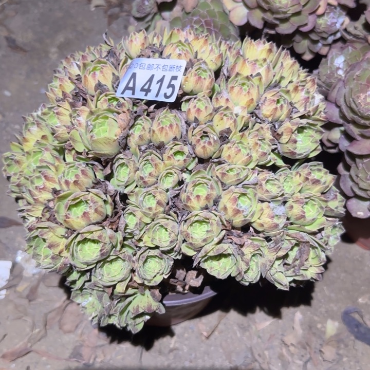 绿魔……不包断枝……多肉植物