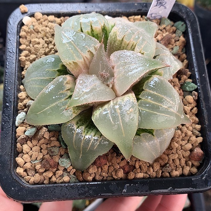 玉颜一物一拍带盆