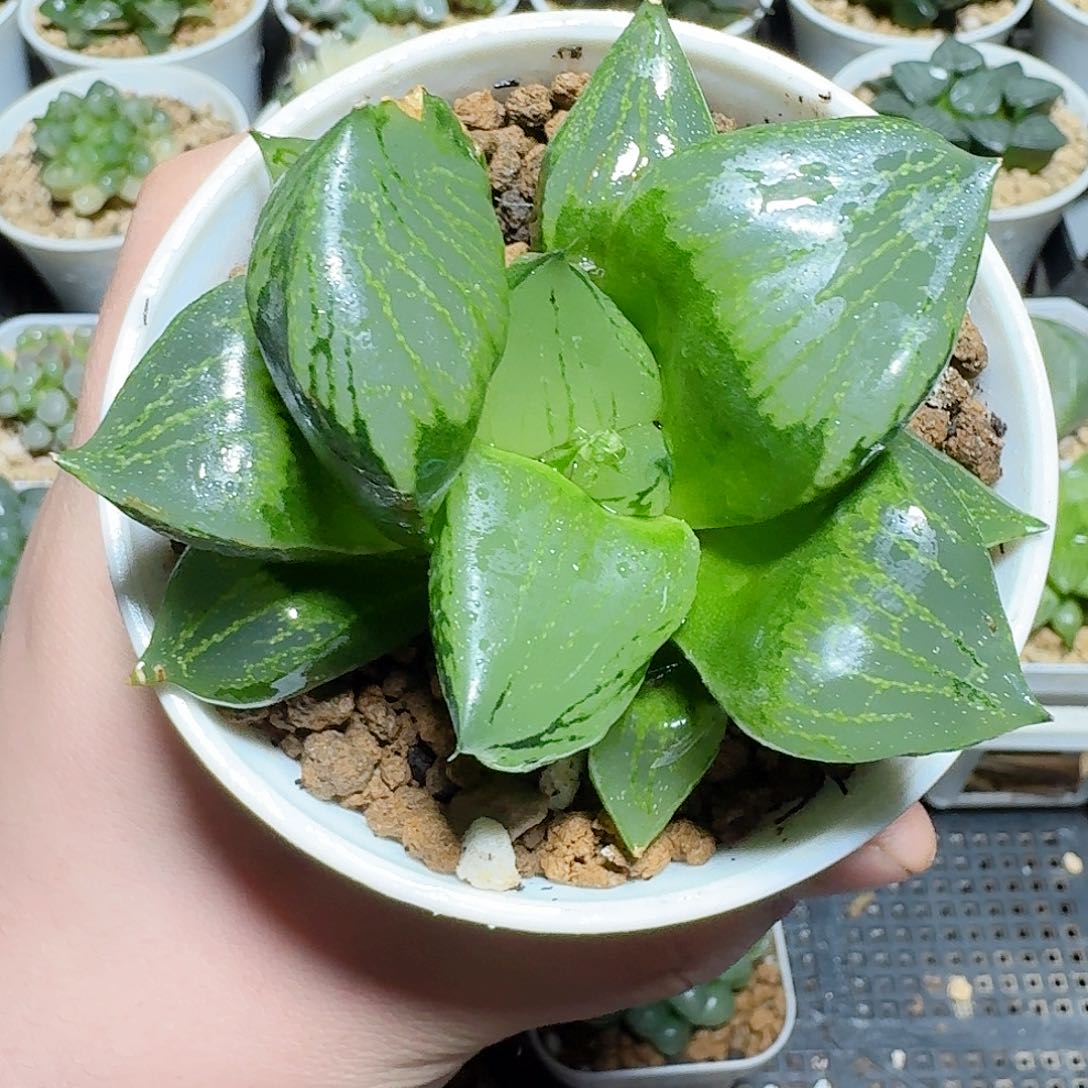 母本裹版若多肉发货