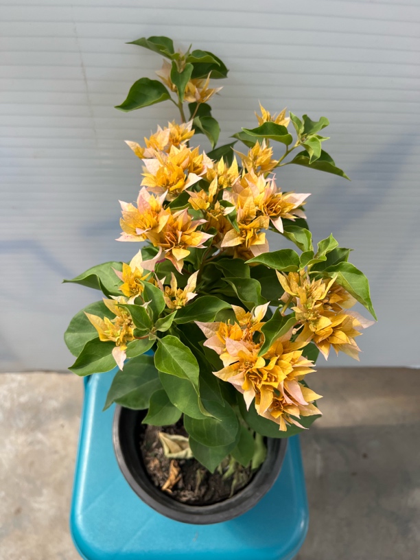 稀有柠檬女郎黄色三角梅花卉绿植盆栽适合阳台客厅庭院