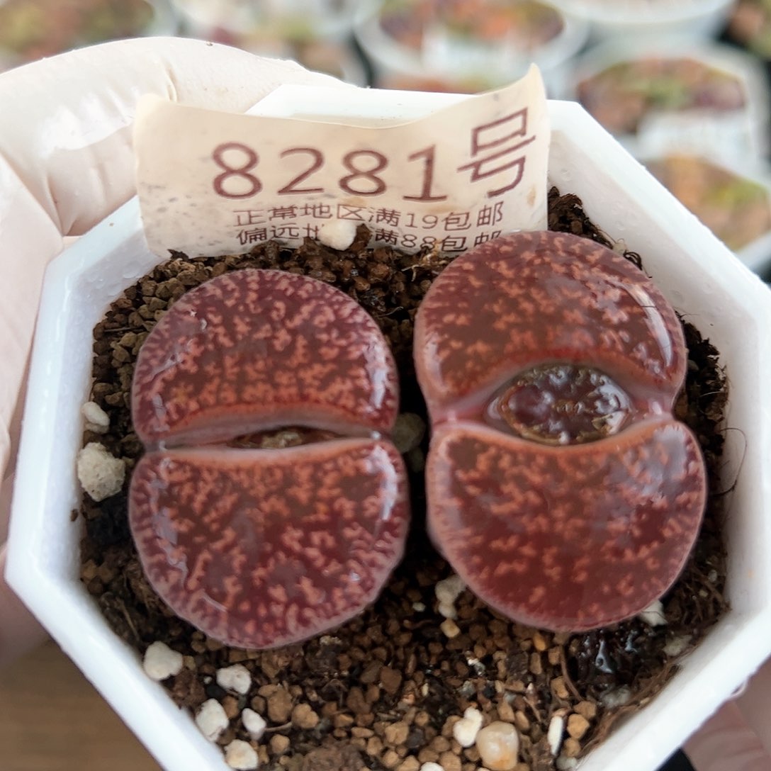 好养易活生石花大母本8281