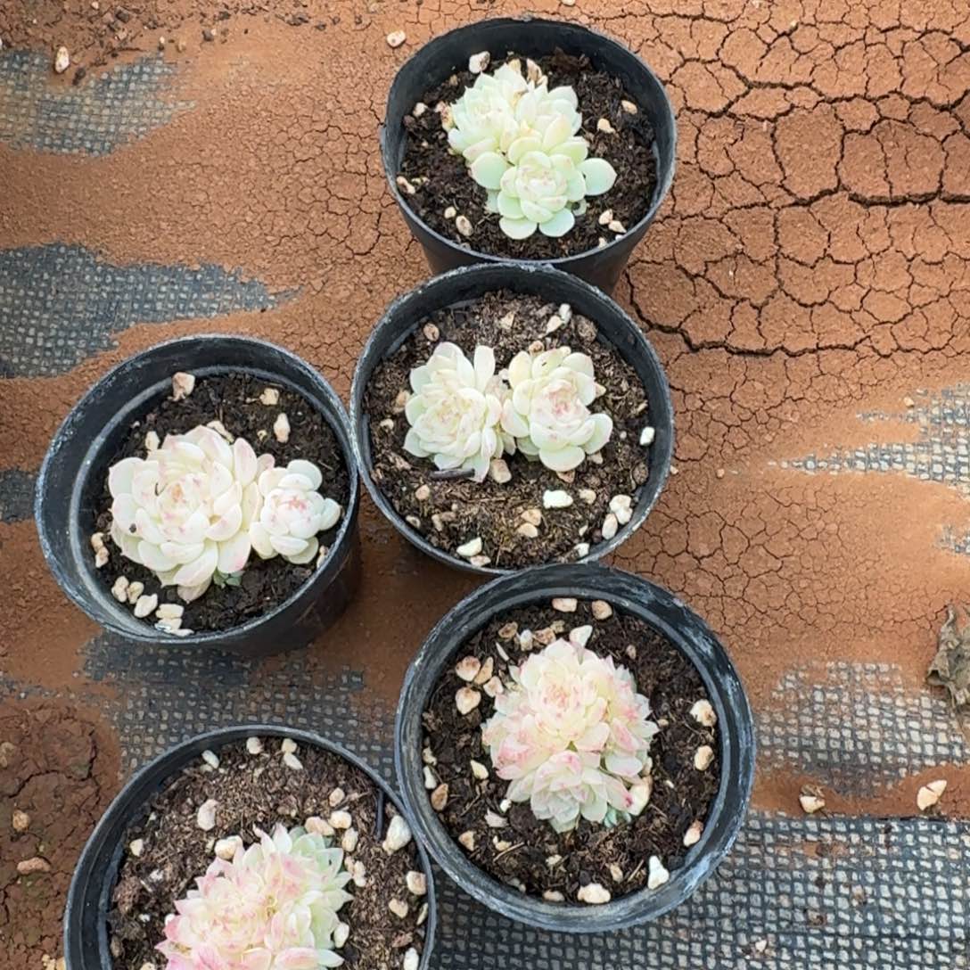 18-58母猪体麦秆五颗量拍