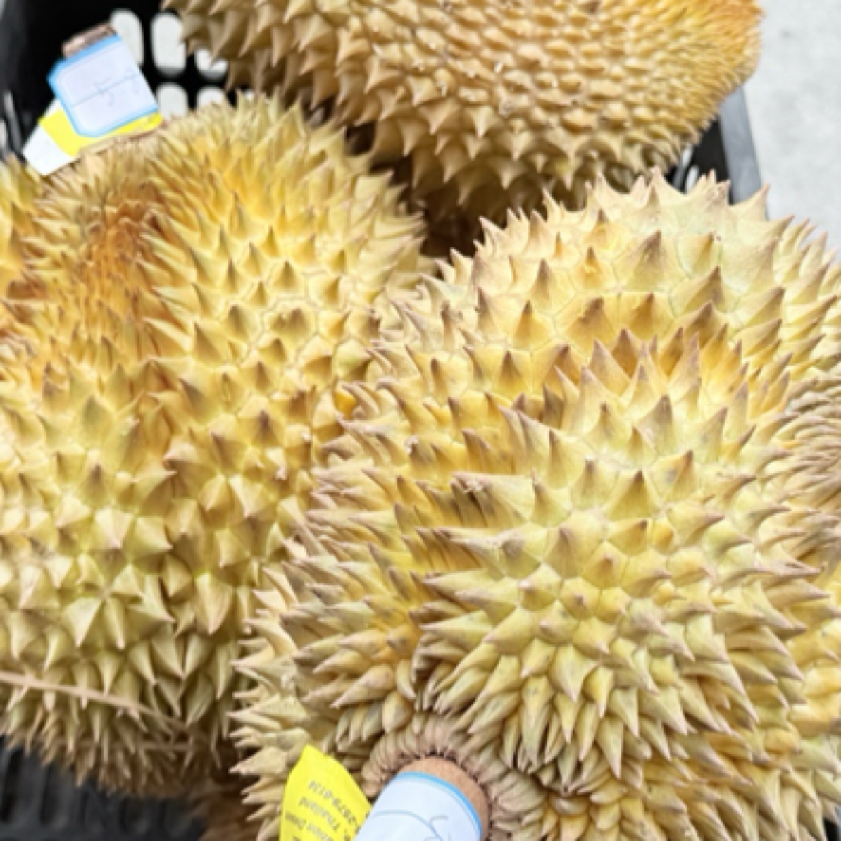 【金枕榴莲特惠】福清贝鲜生新鲜金枕鲜榴莲27/斤 核大 必须等到自然裂开壳即可吃 金枕