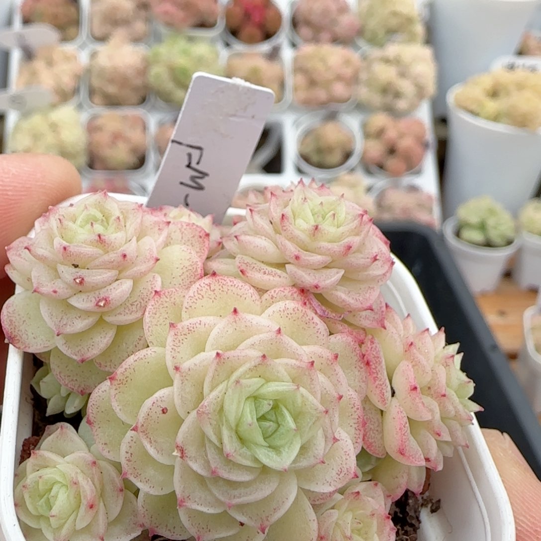 【闪购商品】0207-26（fm-152-2）