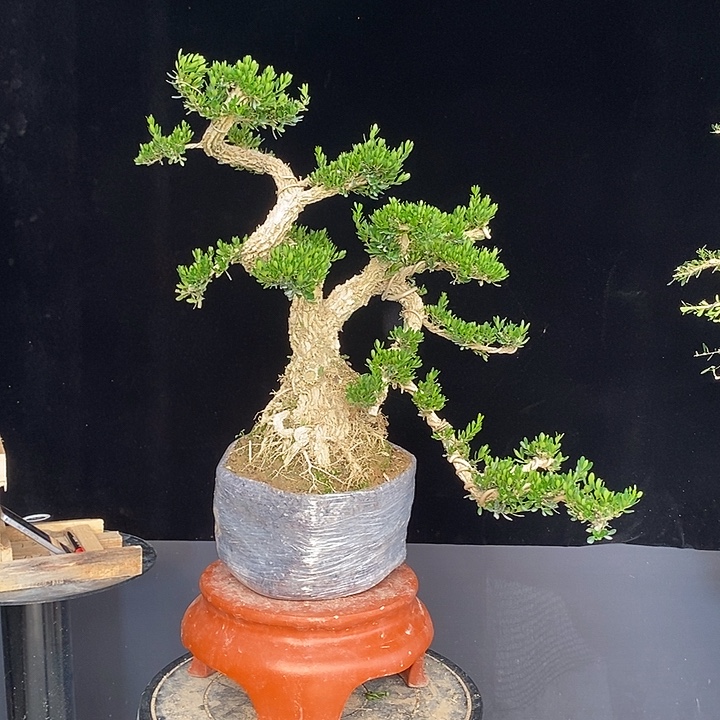 雪***雪无花朵室内室内黄杨盆景