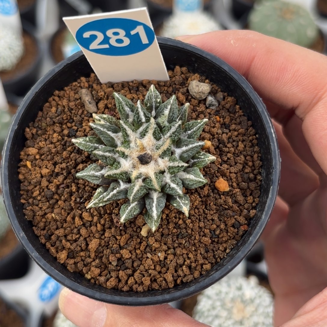 281实生黑牡丹带盆带土发货