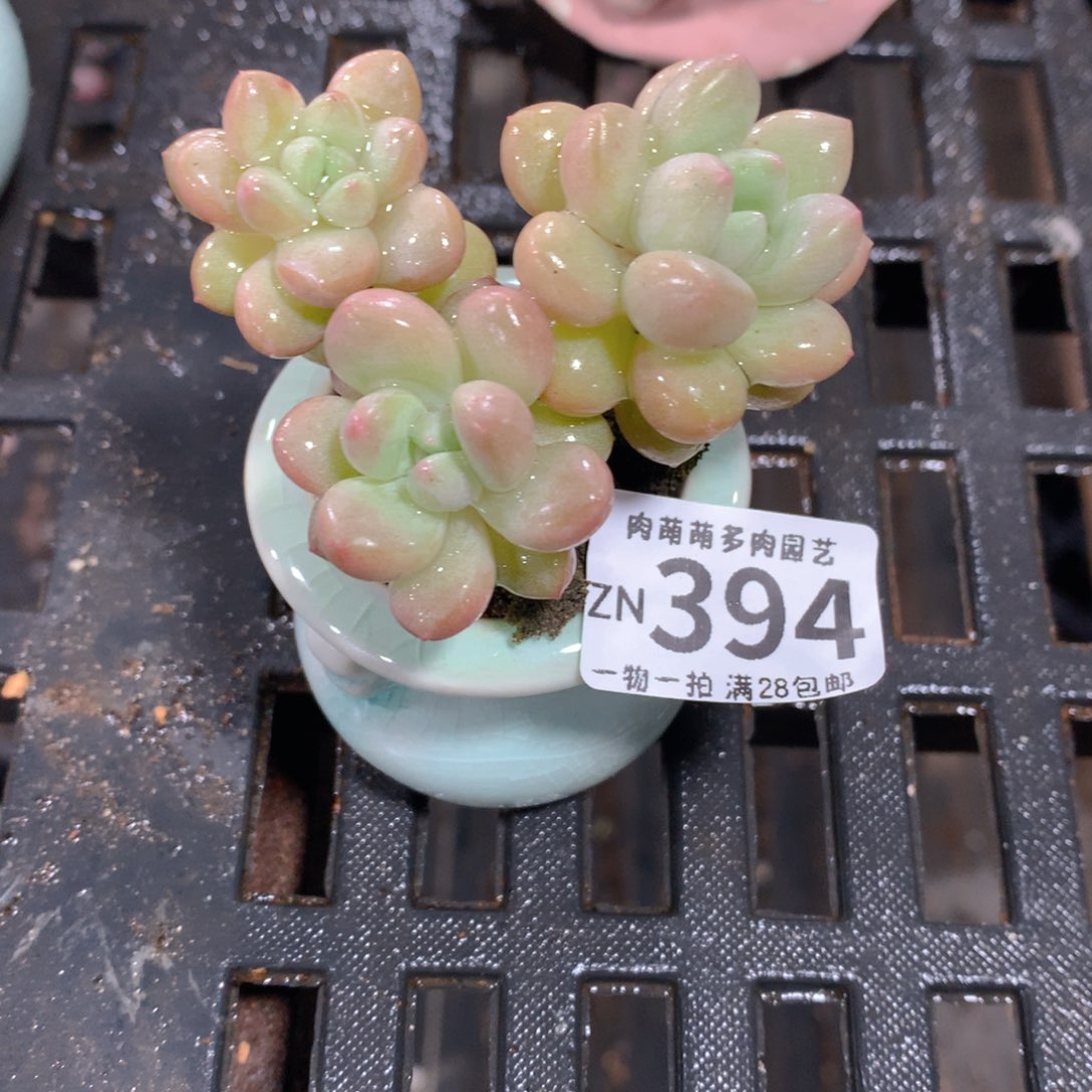 肉萌萌拇指盆精控多肉ZN394