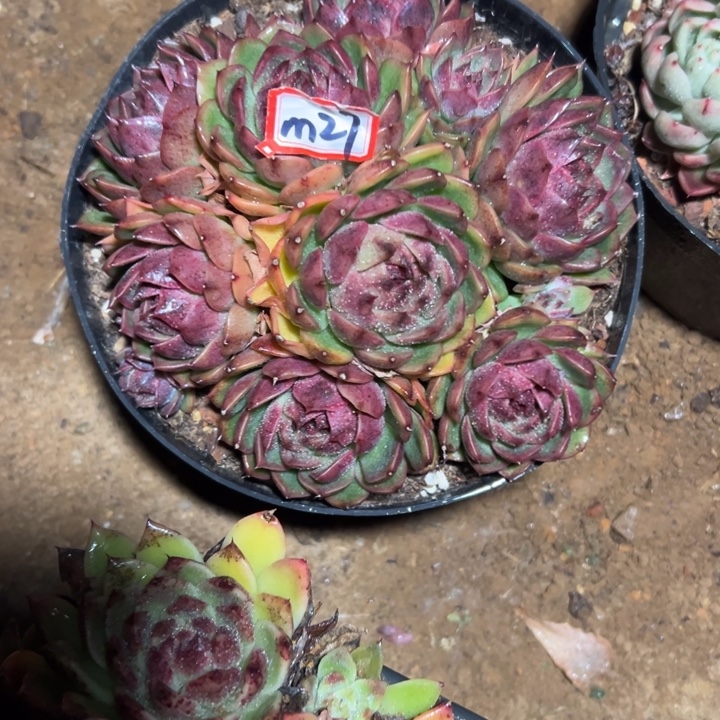 老***暖精品多肉植物老桩