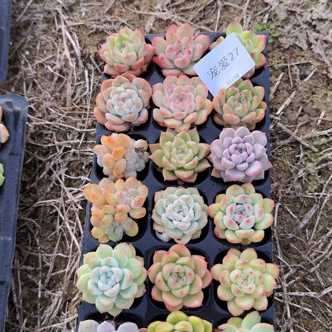 直播福利一物一拍27