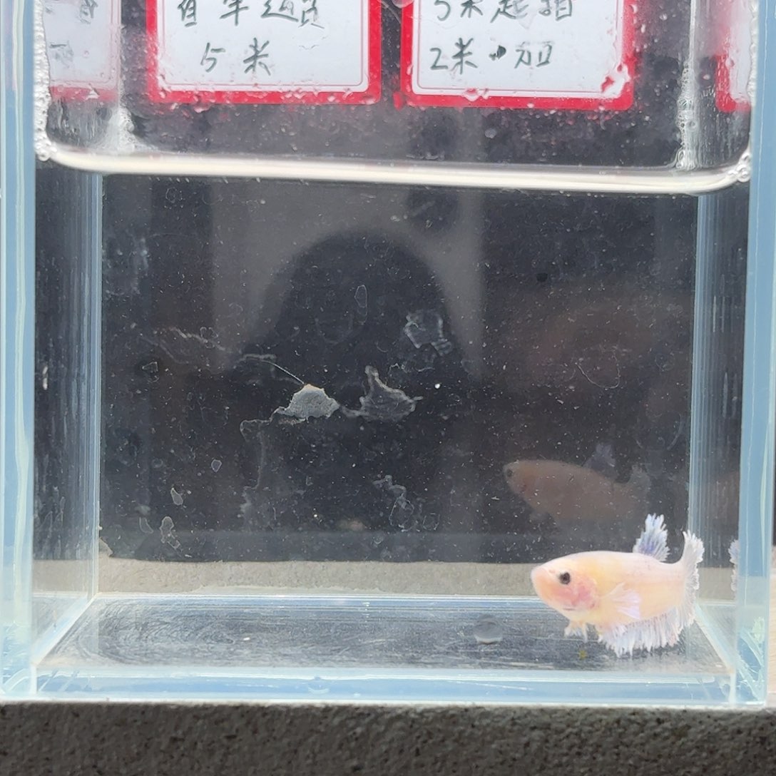 海水鱼鱼万泽水族