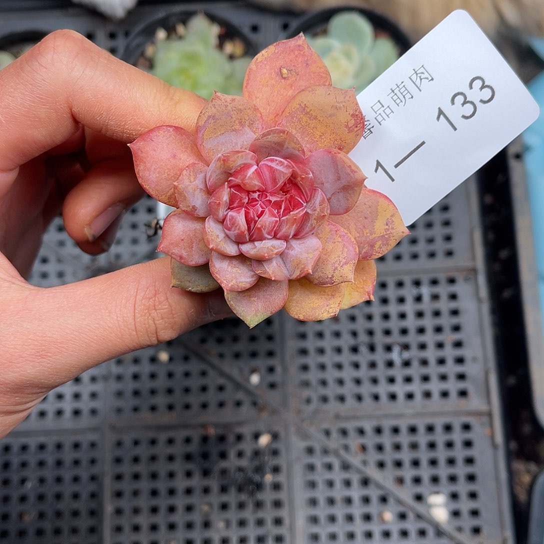 多肉一物一拍1-133