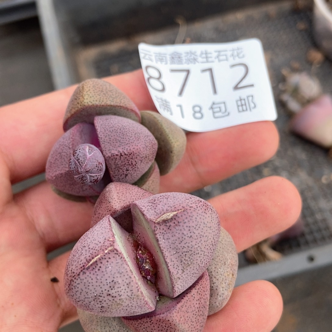 8712紫帝玉一颗量拍