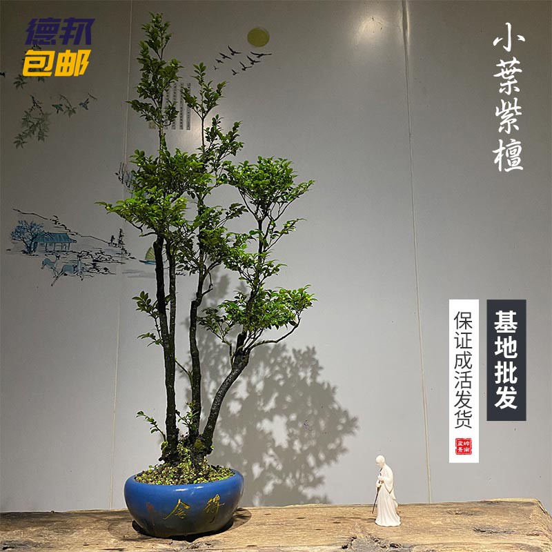一物一拍小叶紫檀盆景簕竹盆景海岛春花带盆栽好德邦包邮送货上门