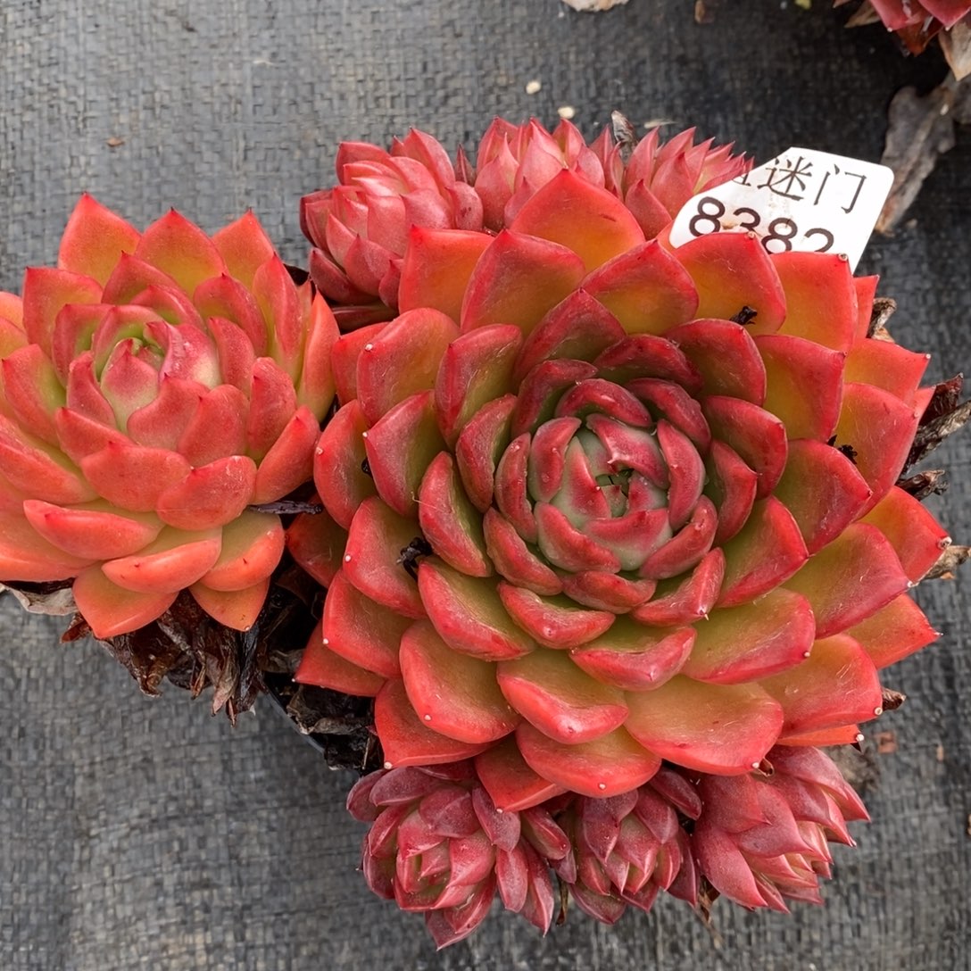 杂交精品多肉8382~15厘米