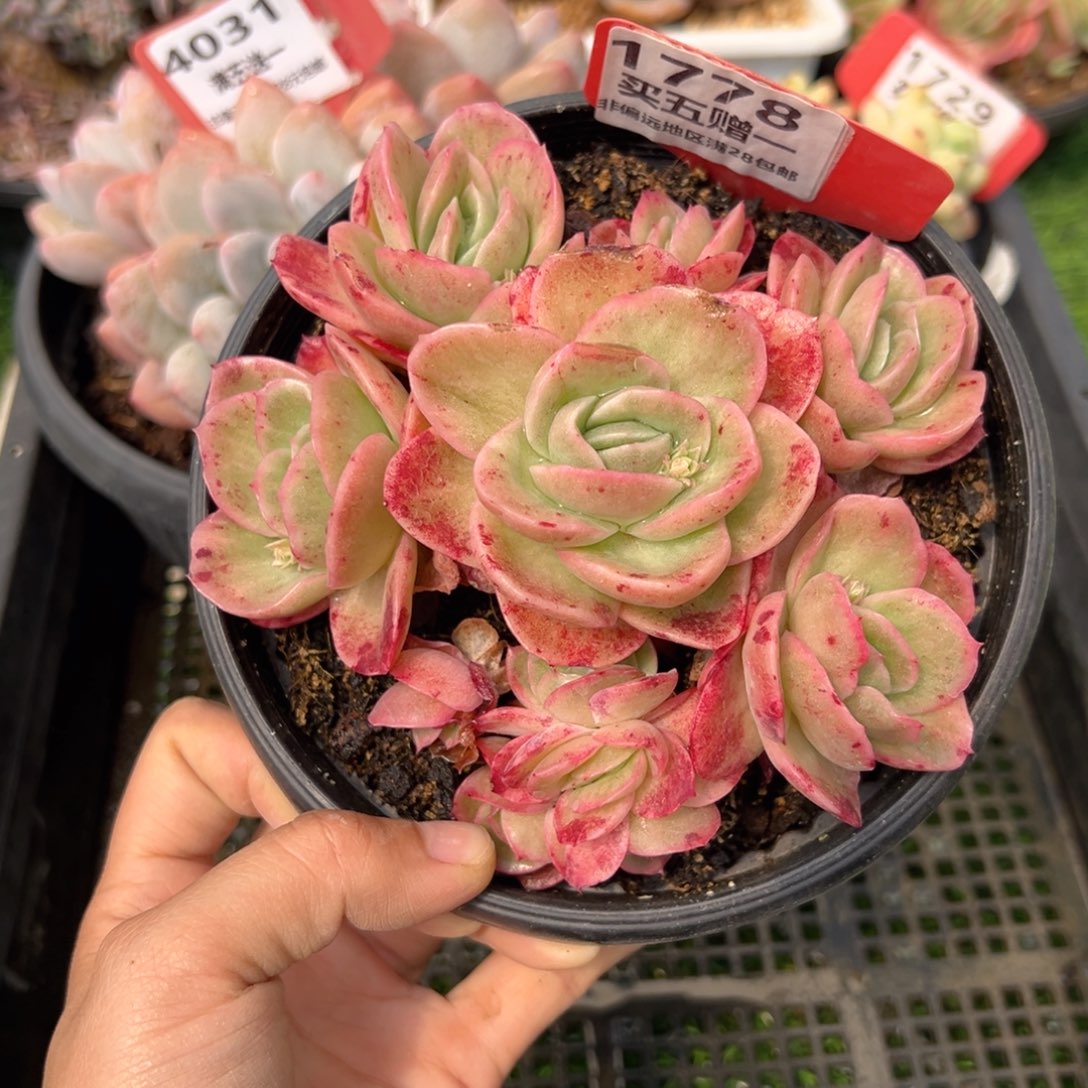 表妹精品多肉1778.