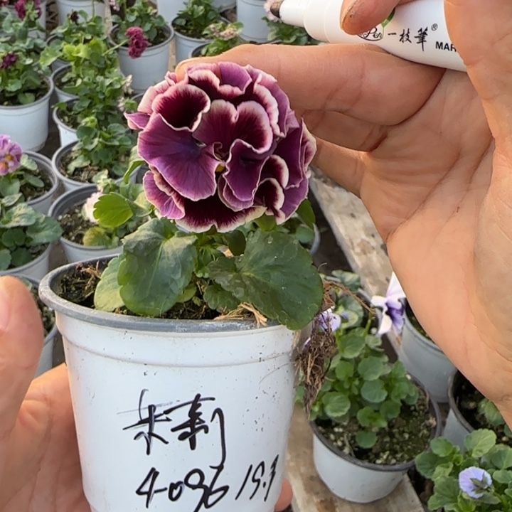 茉***茉无花朵角堇小苗一物一拍