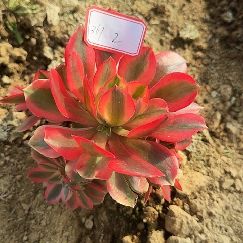 多肉植物粉女妖361