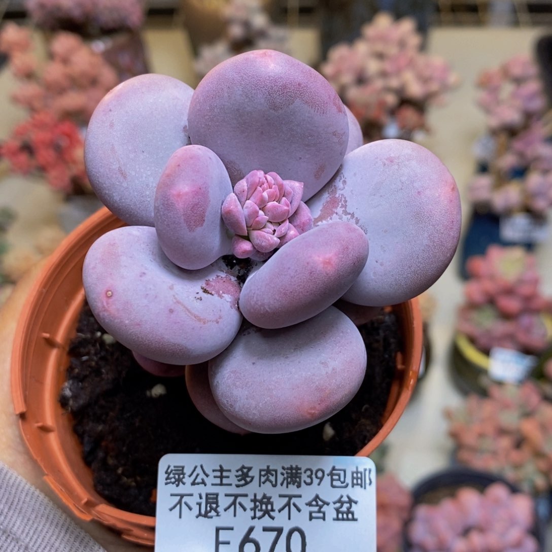 670大叶奶多肉7c m