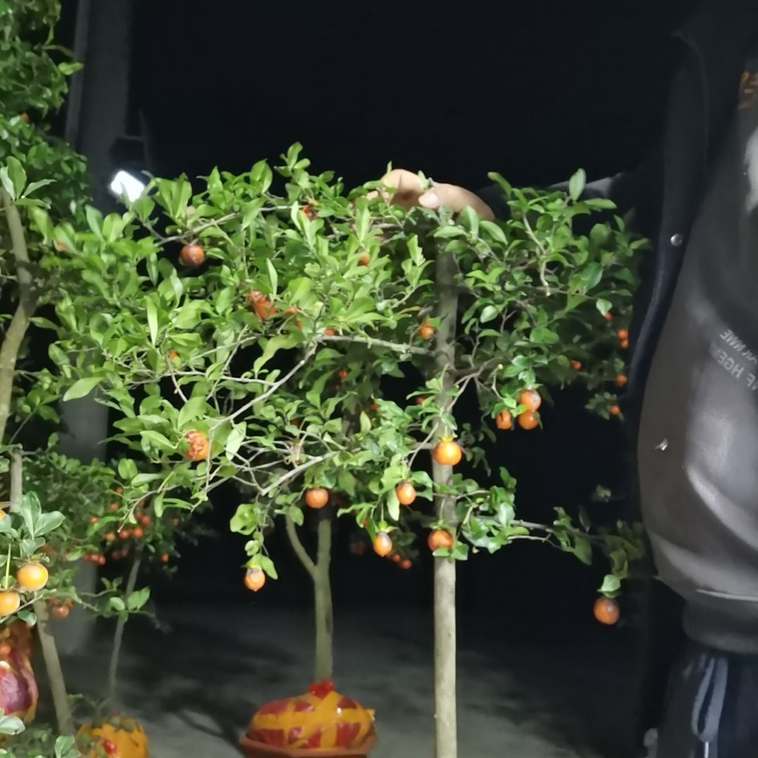 无花朵金弹子四季常青不落叶开花结果
