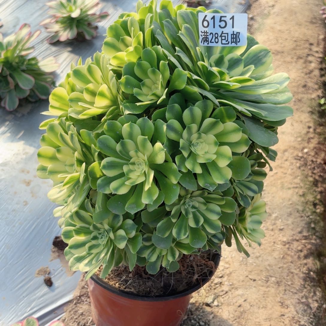 A. 6151辛尼雅多肉