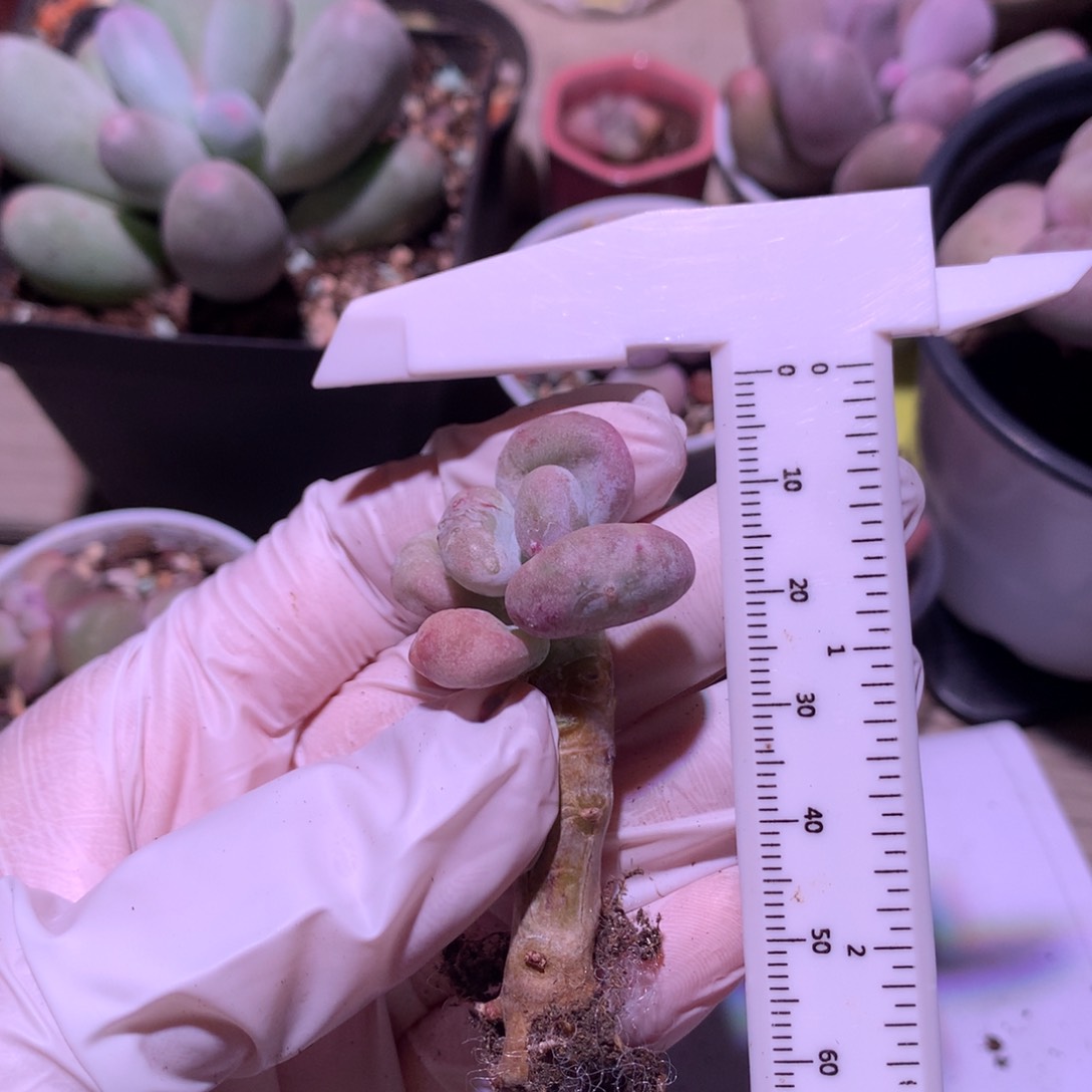 油煎奶酪多肉，油煎奶酪