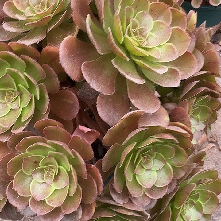 0713花月夜多肉法师